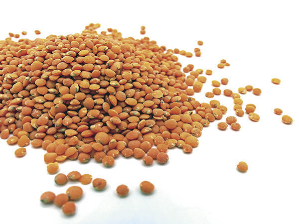 lentils_CMYK.jpg